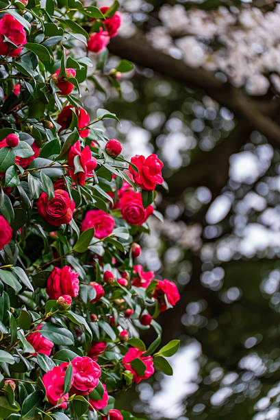 istock Camellia and cherry blossoms in full bloom 2218381985