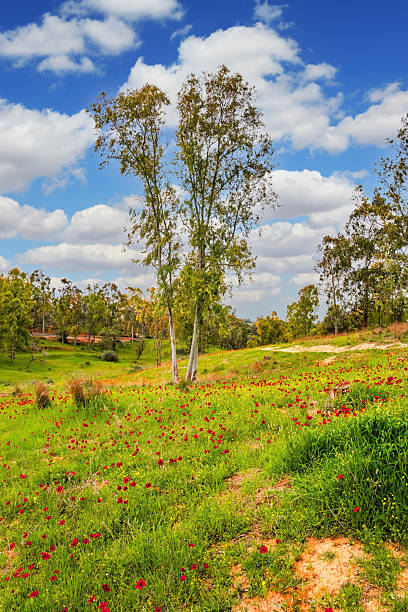 Beautiful lush valley landscape of Atlas Mountains in Morocco