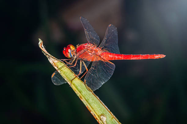 Red dragonfly is holding a piece of reed.
