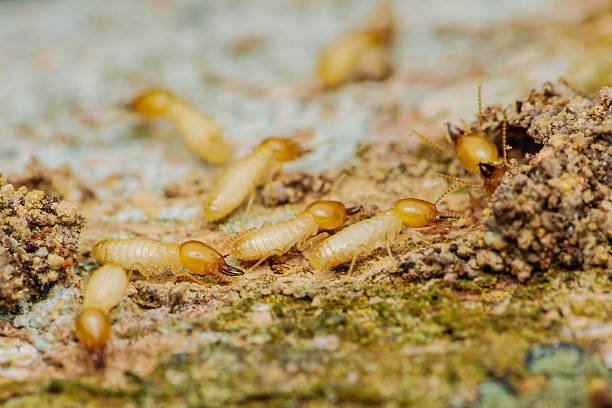 istock Termites walking on wood destroying it and creating mud tubes 2218383879