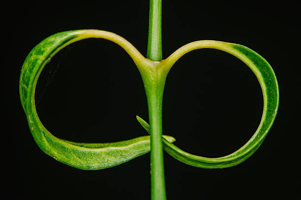Close-up of a plant stem with two leaves twisted around it, creating the shape of an infinity symbol against a dark backdrop, symbolizing endless growth and renewal