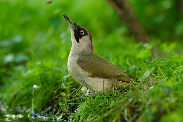 female green woodpecker watching a passing bee
