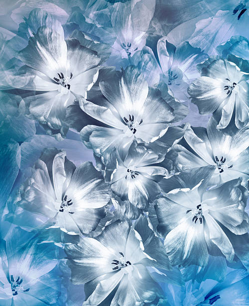 istock Tulips flowers.  Floral spring background.  Close-up. Nature. 2218385368