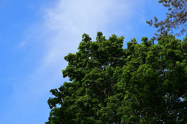 istock Green leaves against the blue sky 2218385558