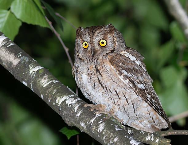 istock Eurasian scops owl, Otus scops. A beautiful bird sits on a tree branch 2218388851
