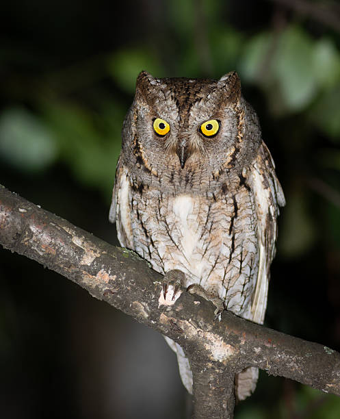 istock Eurasian scops owl, Otus scops. A beautiful bird sits on a tree branch 2218388879