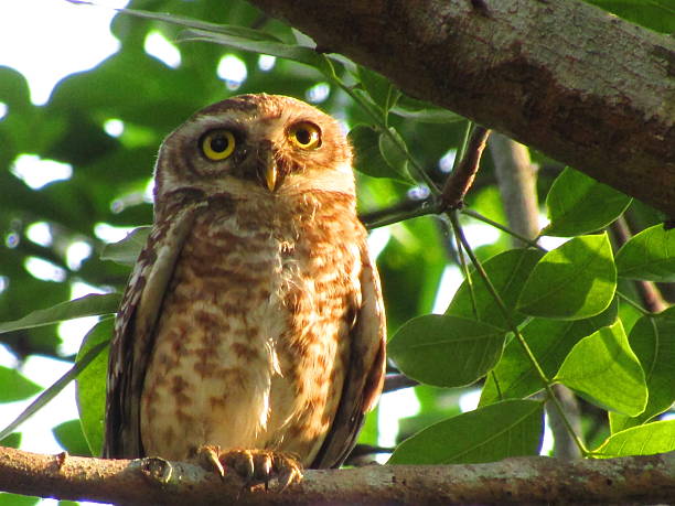 istock Spotted Owlet Perched on a Branch in Lush Greenery 2218389856