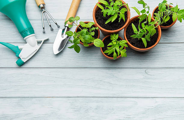 istock Gardening tools and seedlings on rustic white wooden background 2218393588