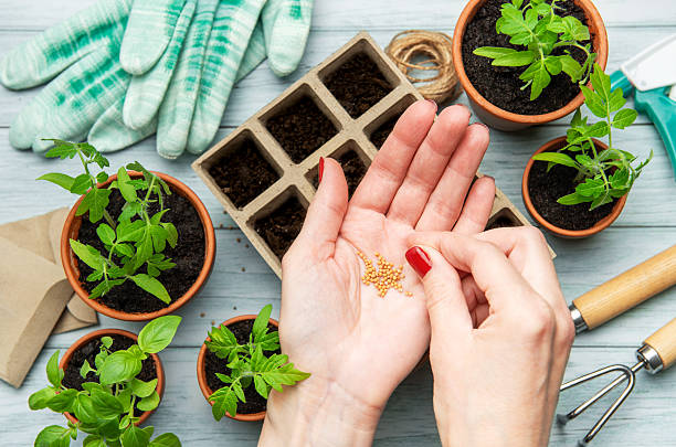Gardener is holding seeds over her hand, preparing to plant seedlings in peat pots