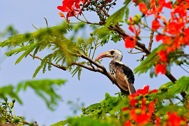 Northern red-billed hornbill perched in a flame tree.