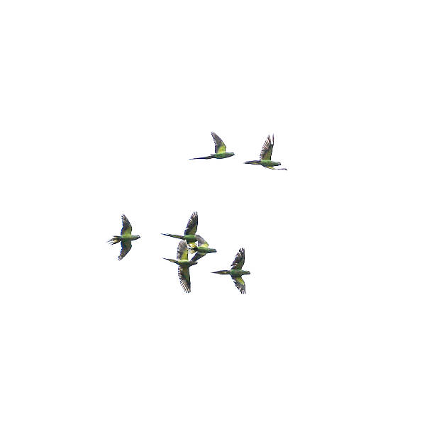 istock A flock of birds flying in the sky 2218395874