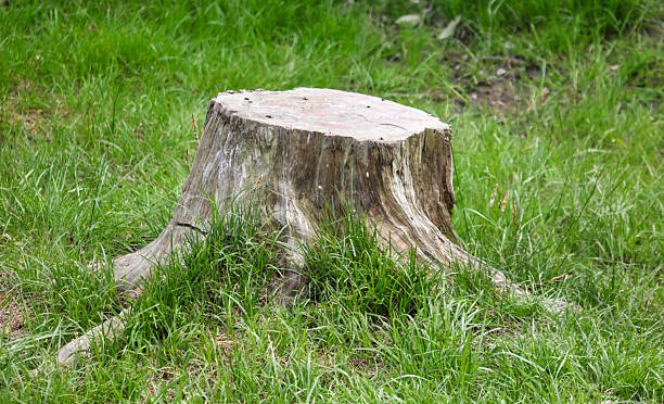istock A large tree stump sits in a grassy field 2218396136