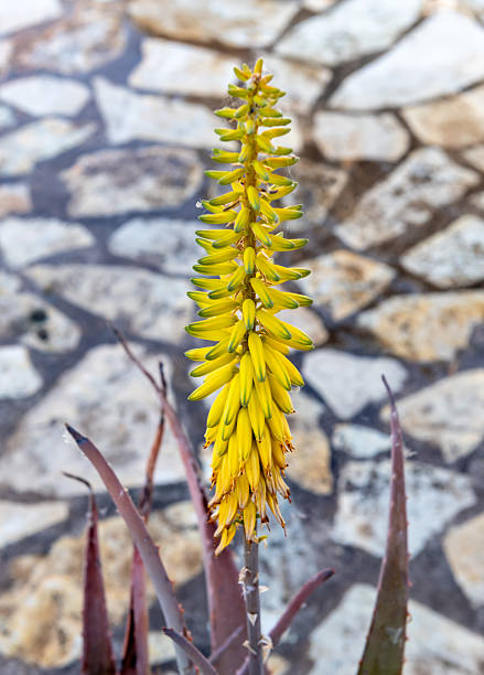 Yellow tubular flowers on a stalk of an aloe vera plant.