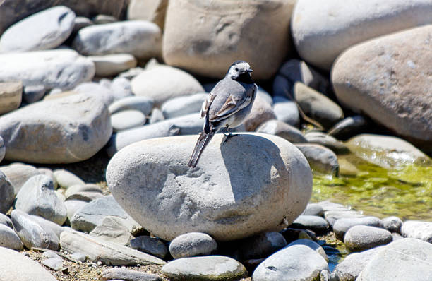 A small bird is perched on a large rock. The rock is surrounded by other rocks, and there is a small body of water nearby. The scene is peaceful and serene