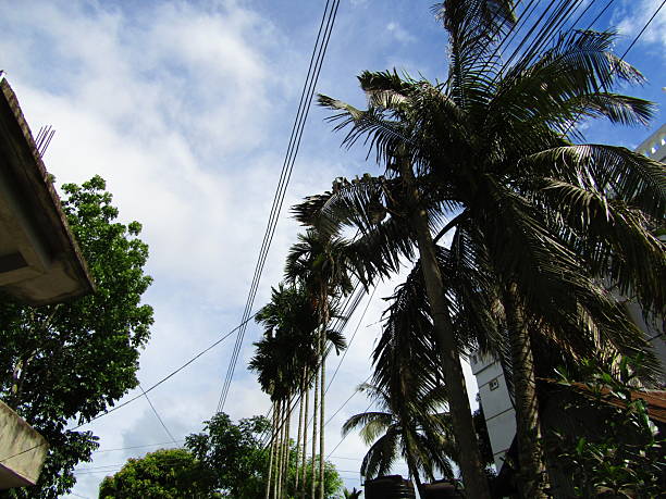 istock Beautiful various  tropical green tree, branches of various trees against the blue sky. 2218399190