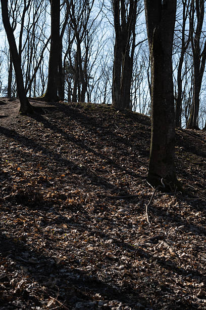 istock dappled sunlight filters through a dense forest of leafless trees, casting long shadows on a rugged, leaf-strewn forest floor, evoking a serene yet mysterious woodland atmosphere. timeless, calm 2218401108