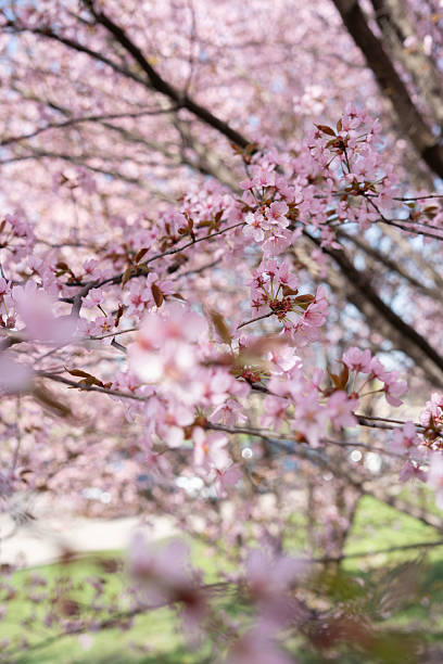 istock close-up of delicate pink cherry blossoms blooming on tree branches in springtime, against a softly blurred background creating a dreamy nature scene under sunlight, tranquil, exquisite, vividness 2218401146