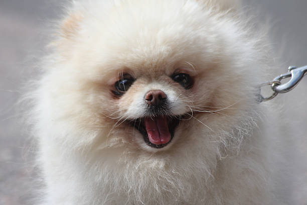 A very very cute and fluffy smiling Pomeranian dog