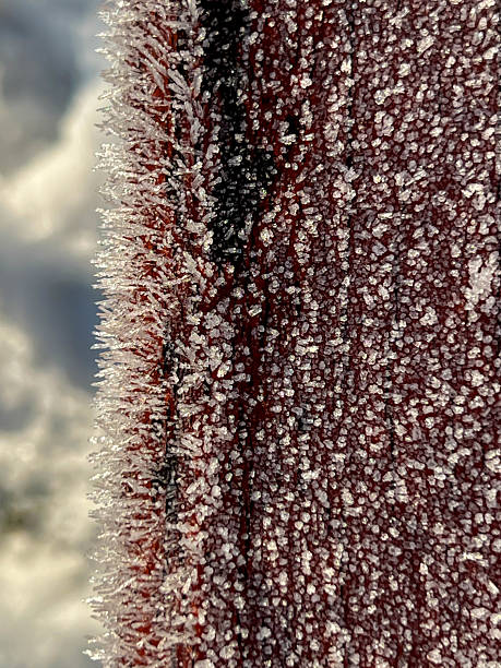 istock Frost on the back of a brown park bench as a background 2218405154