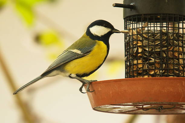 Two Great Tit Birds Sharing Food on Bird Feeder.