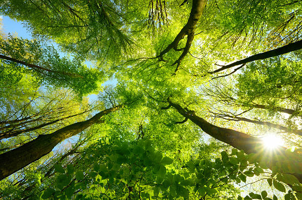 Scenic forest canopy with the sun and bright green leaves in the sunshine. Tall beech trees on a nice sunny day in spring.