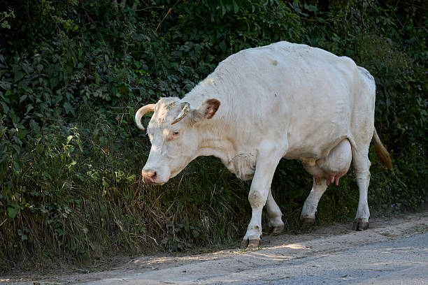 A sturdy white cow with small horns walks along a sunlit path, its light coat contrasting with the dark green foliage of a bordering hedgerow.