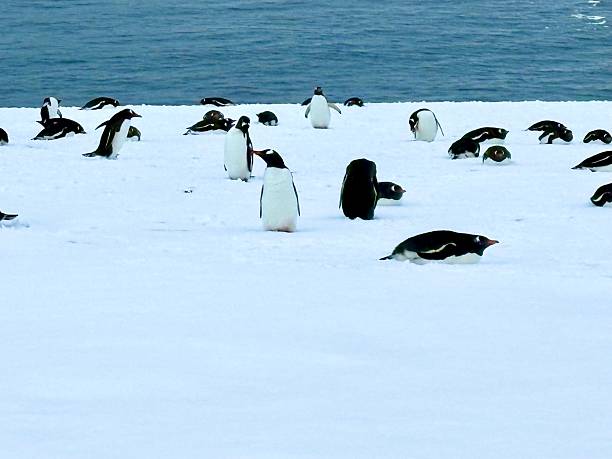 Gentoo Penguin, Pygoscelis papua, Antartica.
