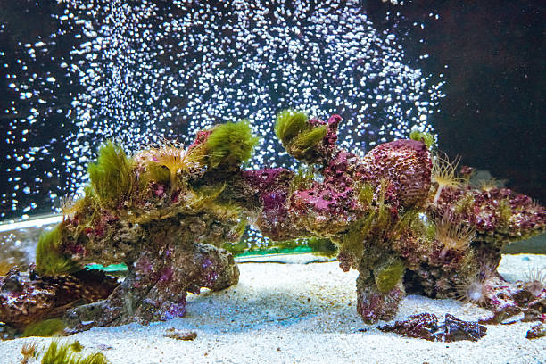 colorful Anemone flower sea and coral