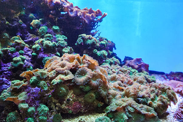 istock Sea anemone with flowing tentacles sits nestled within a vibrant marine environment, surrounded by algae and coral fragments. Close up of colorful coral reef. Vibrant sea anemone, macro, texture, abstract marine ecosystem background on a coral reef 2218406374