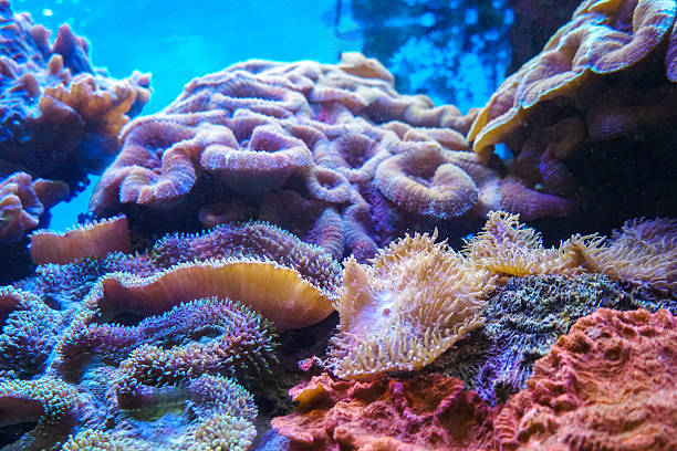 istock Sea anemone with flowing tentacles sits nestled within a vibrant marine environment, surrounded by algae and coral fragments. Close up of colorful coral reef. Vibrant sea anemone, macro, texture, abstract marine ecosystem background on a coral reef 2218406393