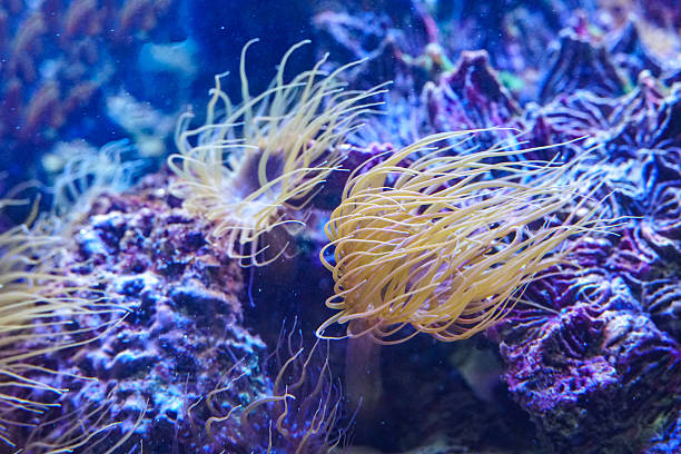 istock Sea anemone with flowing tentacles sits nestled within a vibrant marine environment, surrounded by algae and coral fragments. Close up of colorful coral reef. Vibrant sea anemone, macro, texture, abstract marine ecosystem background on a coral reef 2218406395