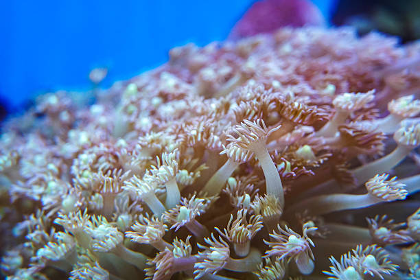 Colorful Coral Reef. Anemone on a tropical coral reef. anemone actinia texture underwater reef sea coral. Seascape with coral and fishes. Sea anemone with flowing tentacles sits nestled within a vibrant marine environment, surrounded by algae and coral fragments
