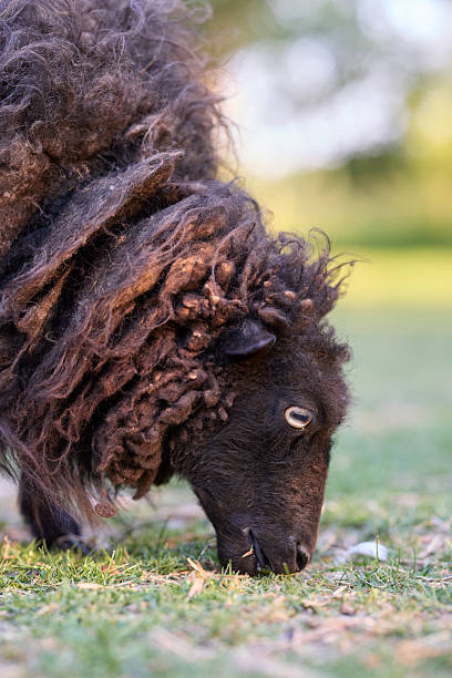 istock A close-up captures a black ouessant sheep with thick, curly fleece grazing on sparse grass. Its light eye is a striking detail against the dark wool. Soft, blurred background. 2218406511