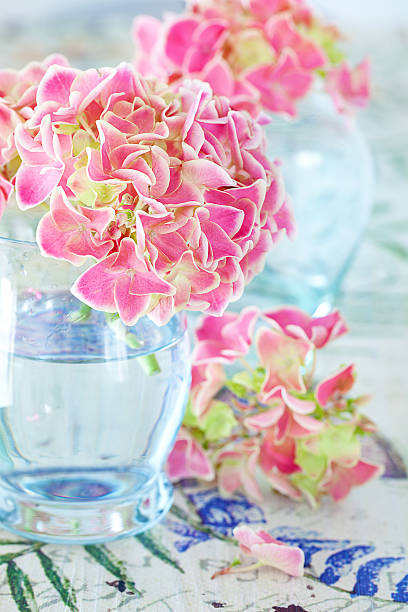 Delicate pink cherry blossom background with sunlight