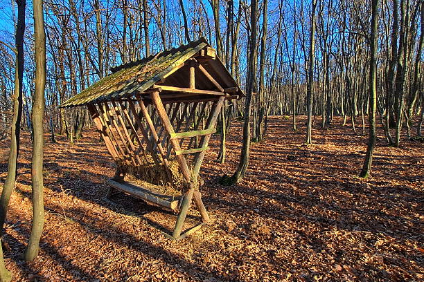 istock Rack for feeding animals in winter in a forest, Austria, Europe 2218407239