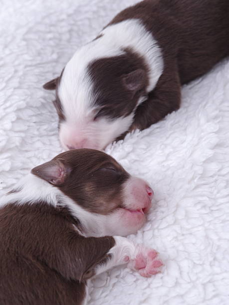 istock Two puppies are sleeping on a white blanket 2218407344