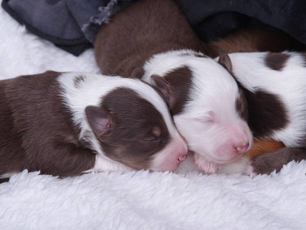 istock Two puppies are sleeping on a white blanket 2218407425