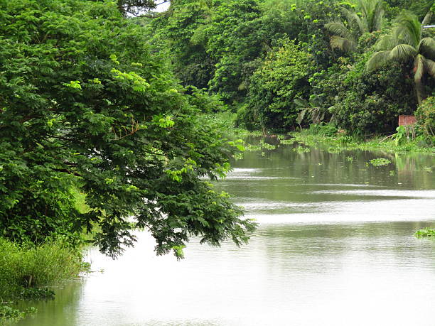 A peaceful view of a river bordered by vibrant green foliage and trees, exuding tranquility.