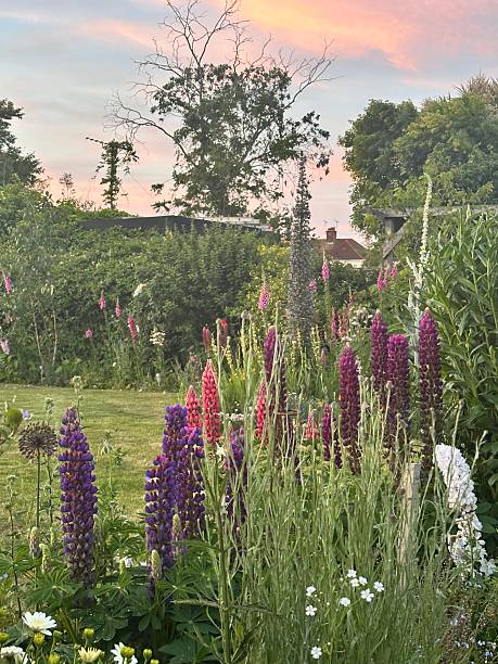 istock Lupins in evening garden 2218408130