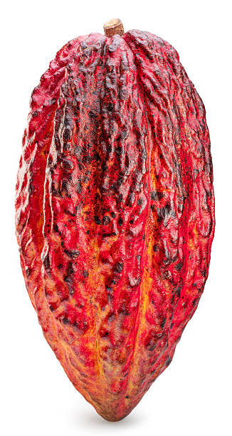 istock Cocoa fruit or cocoa pod isolated on white background. Clipping path. 2218408825