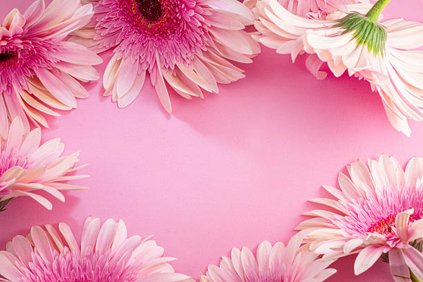 Pink gerbera flowers arranged as a frame on pink background. Top view.