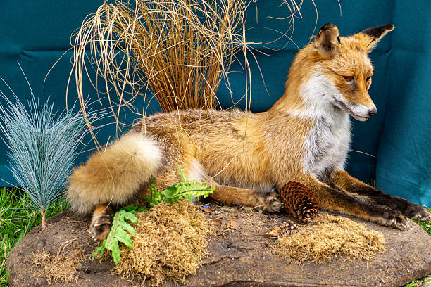 Mounted red fox (Vulpes vulpes) displayed on a forest-themed base with moss, pine cones, and dry grasses. A realistic taxidermy exhibit for educational or decorative purposes.