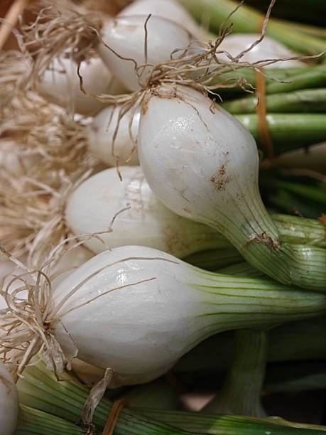 Bunches of freshly harvested white onions lay at a local market, showcasing their shiny skin and green tops, ideal for enhancing flavors in cooking.