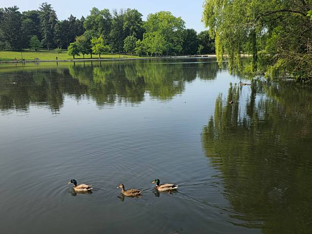 istock Kissena Park as Ducks 2218411460