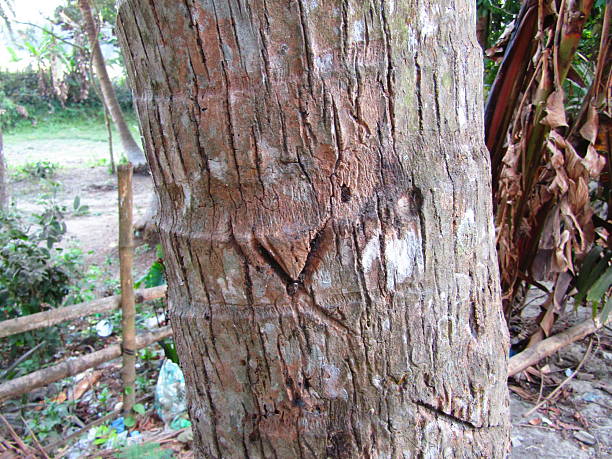 istock Close-Up of Tree Trunk with  nature elements and Detailed Bark Texture 2218412150