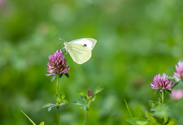 A cabbage white butterfly (Pieris rapae) feeds on nectar from a red clover (Trifolium pratense) flower in the South Downs National Park, West Sussex, UK.