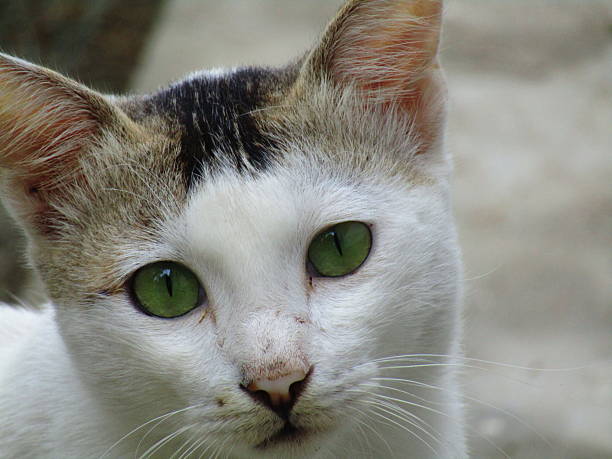 Cat's face. Close-up photo.
