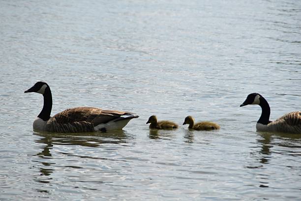 istock A Canada Goose Family In Water 2218415133