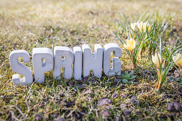 Spring Word with Fresh Flowers and Green Grass in Bloom.