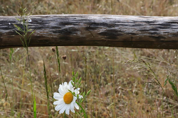 Leucanthemum vulgare. mountain daisy flower